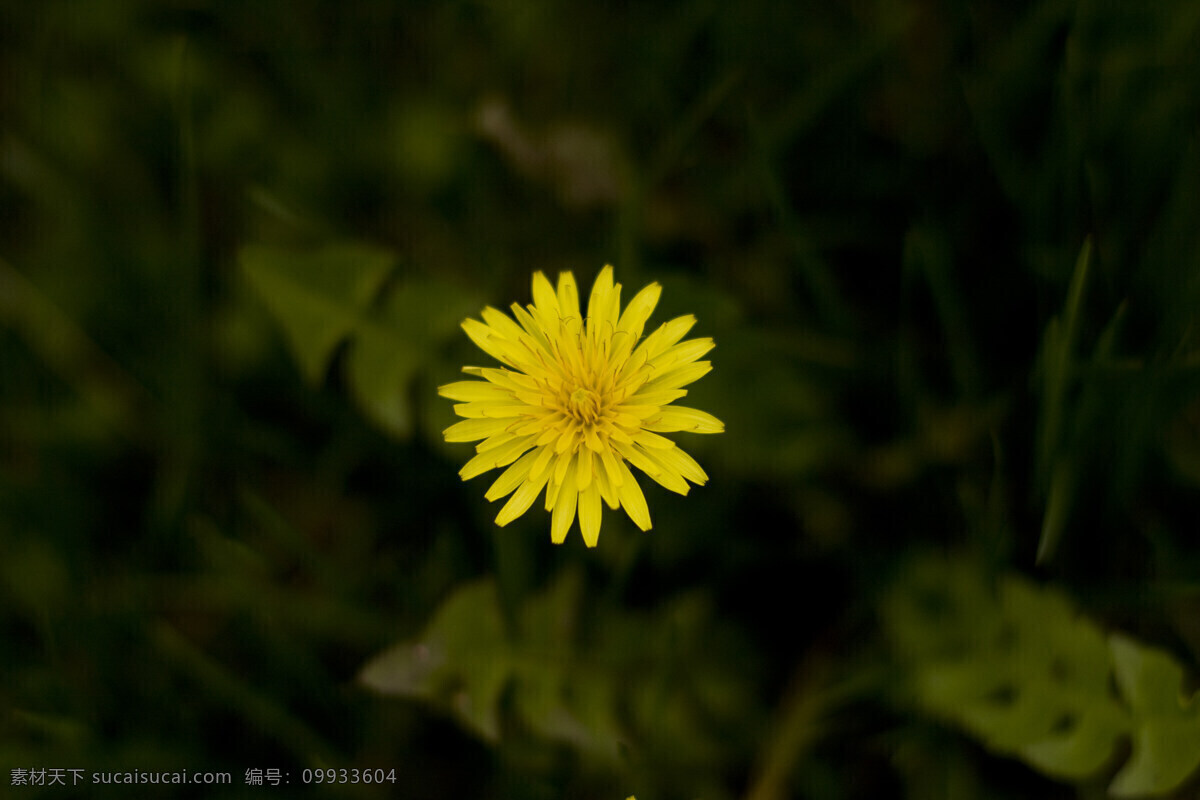 黄花 春天 花 花草 花的世界 黄色 生物世界 草花 小花 psd源文件