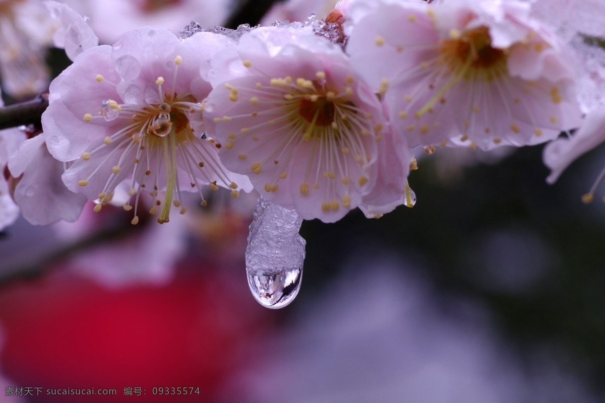 梅花 粉色 红梅 花草 生物世界 水滴 雪景 春梅 植物