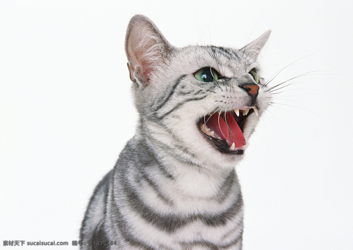 吼叫的猫 条纹 黑白 吼叫 张嘴 猫 生物世界 家禽家畜 摄影图库