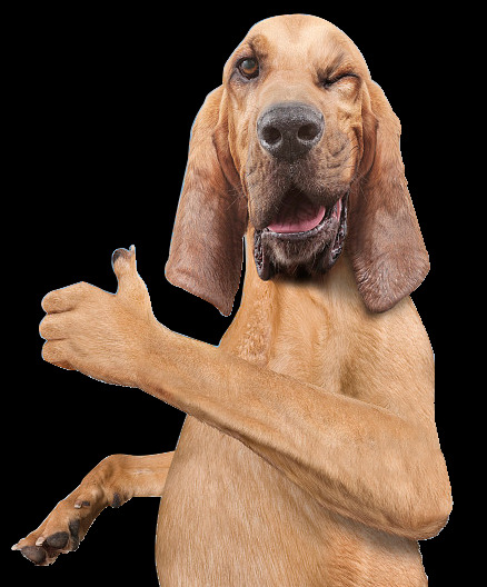 神气 大拇指 长耳朵 宠物狗 产品 实物 产品实物 宠物 动物 生肖狗