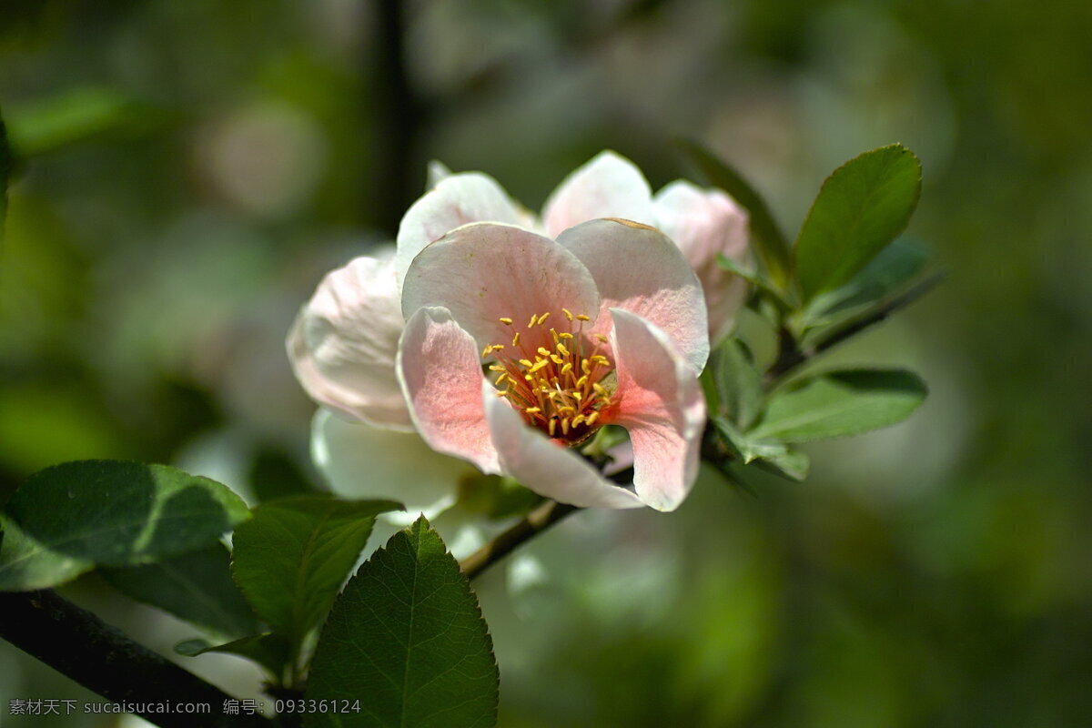 唯美 海棠花 花卉 花朵 花草 植物 鲜花