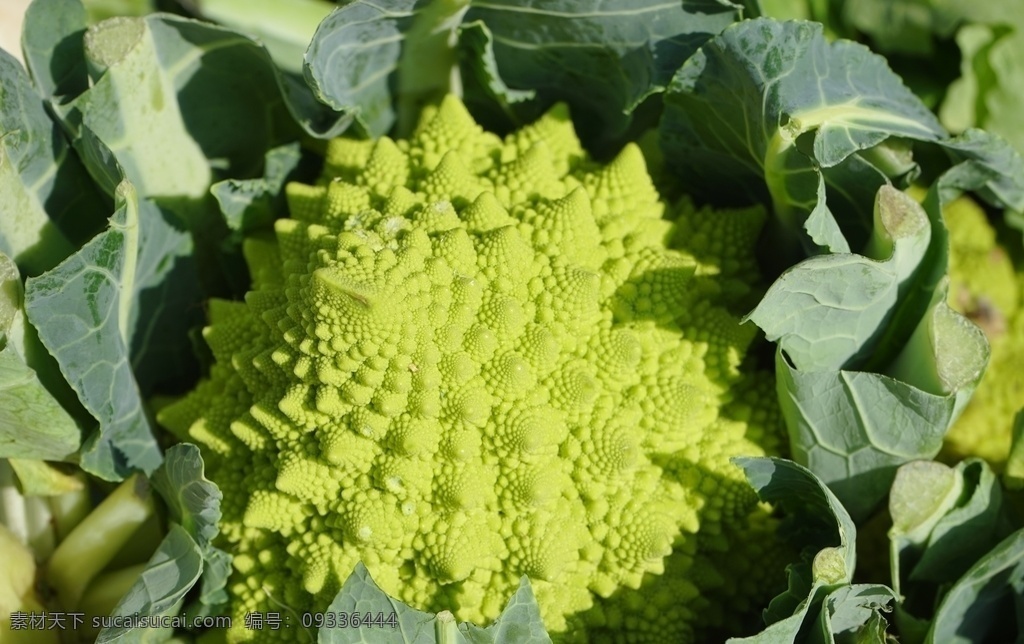 宝塔菜花 有机蔬菜 绿色蔬菜 农产品 菜篮子 生物世界 蔬菜