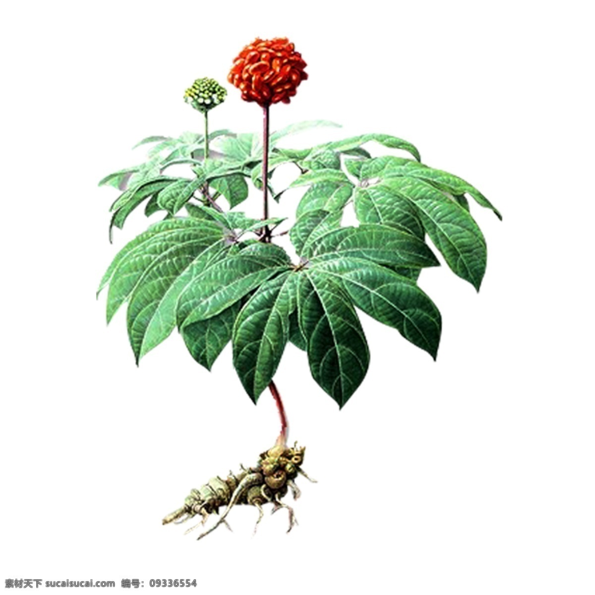 三七 中药 中草药 药 中医 草药 素材图