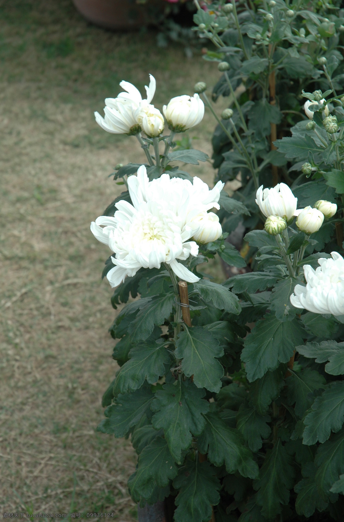 白菊花 花丛 花 白花 鲜艳 花草 生物世界