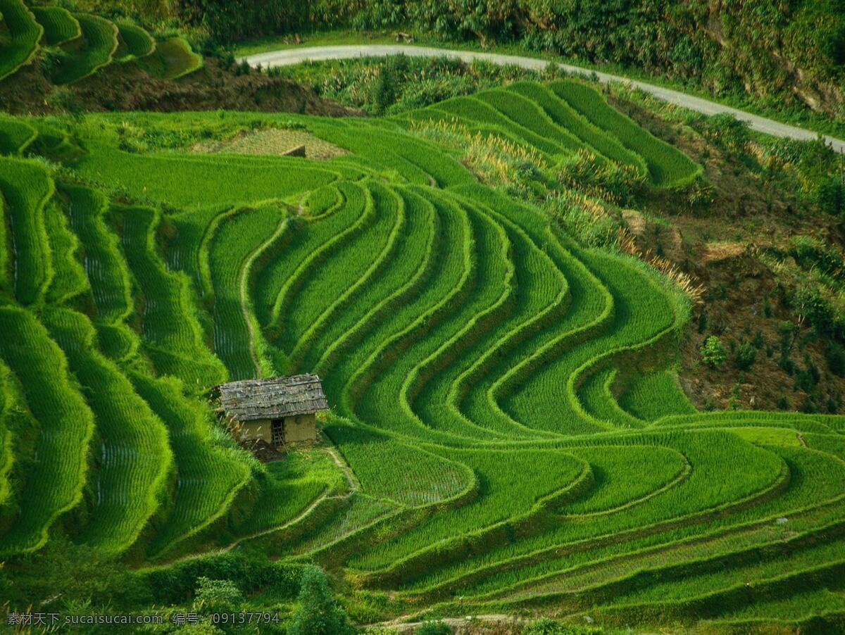 梯田 植物园 大树 原始森林 自然风景 阳光 照射 光线 光斑 公园 丛林 丛林深处 国家公园 森林公园 林间小路 林海 自然景观 生态 生态平衡 环境保护 环境优美 清新 新鲜空气 高山流水 青山绿水 树林 树木 植物 树 绿叶 森林 唯美海报背景 创意海报背景 精美照片