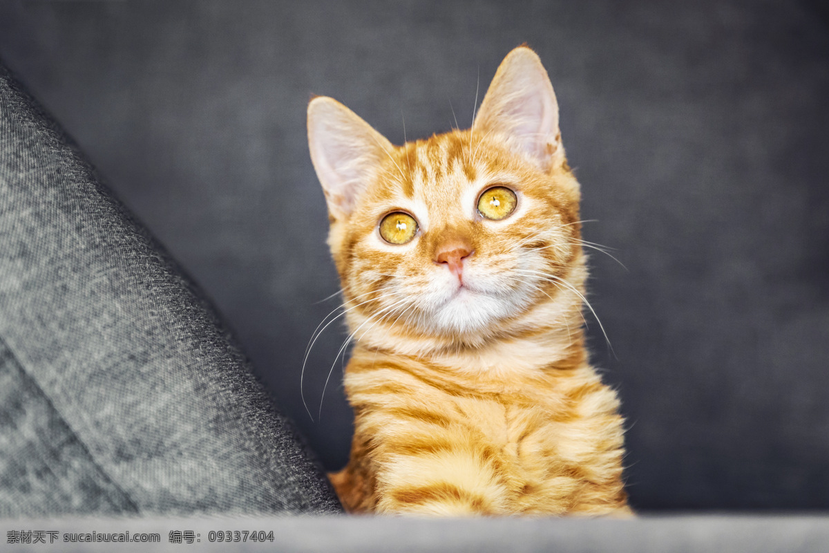橘猫 小花猫 花猫 喵星人 小猫咪 生物世界 家禽家畜