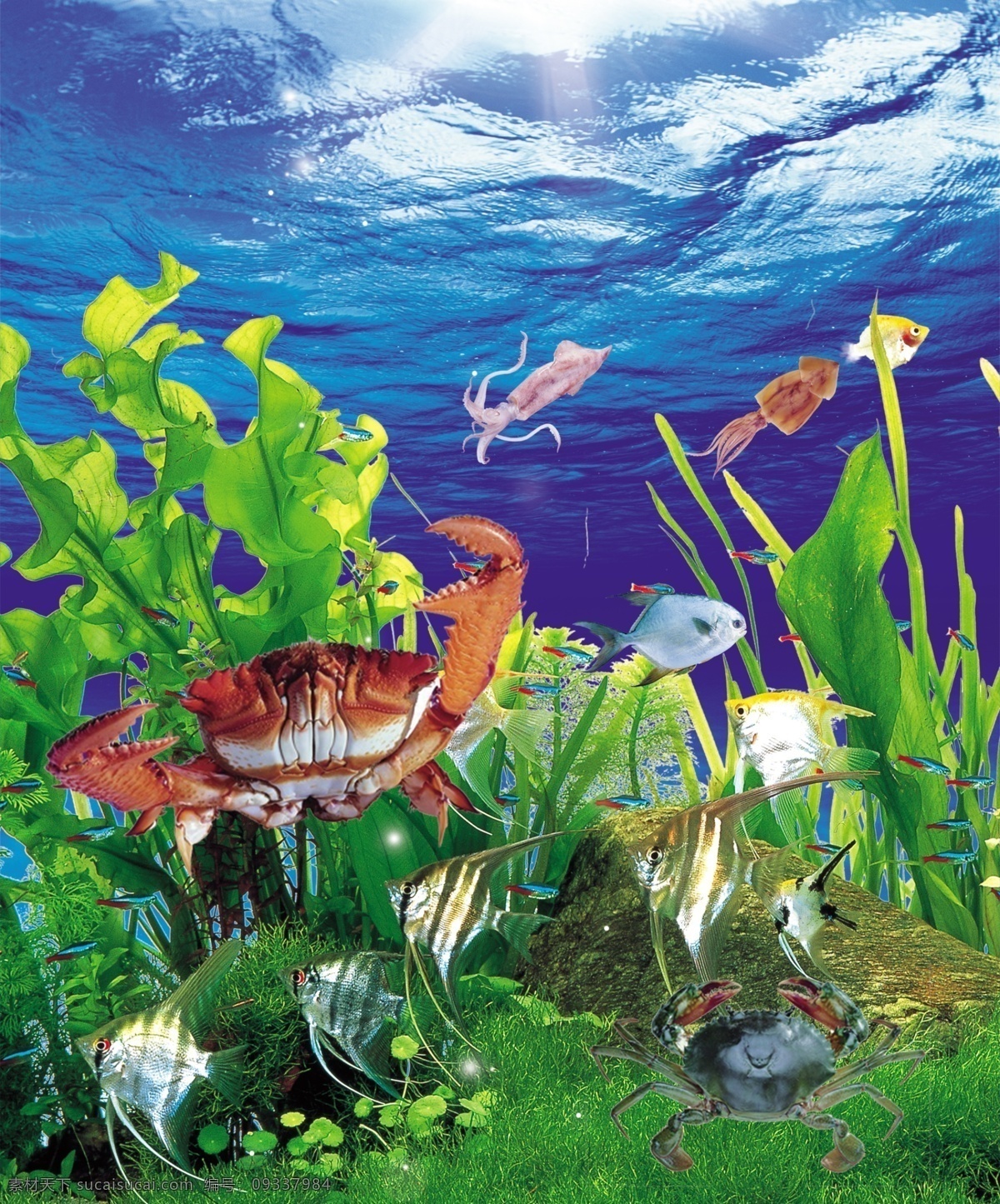 动物 动物世界 风景 广告设计模板 海 海边 海草 底世界 海底生物 海底 水底 珊瑚 水草 海藻 水 海水 水泡 金鱼 鱼 生物 野生动物 其他生物 生物世界 海底景观 鱼类 海葵 海底鱼 蓝色背景 热带鱼 石头 蓝色大海 海洋 海洋世界 海洋公园 青岛海洋公园 青岛海底世界 珊瑚群 色彩斑斓 气泡 热带海洋 热带海底世界 海龟 源文件