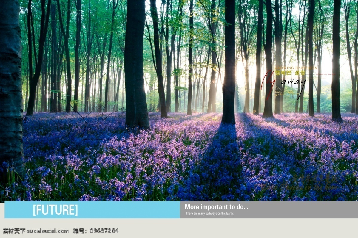 自然风景 风景 薰衣草 美景 画册背景图 思念 爱情 婚庆