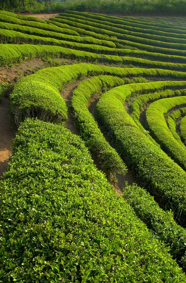 茶园 风景 茶园图片素材 茶园图片 茶园素材 茶叶 梯田 自然景观 茶 田园风光