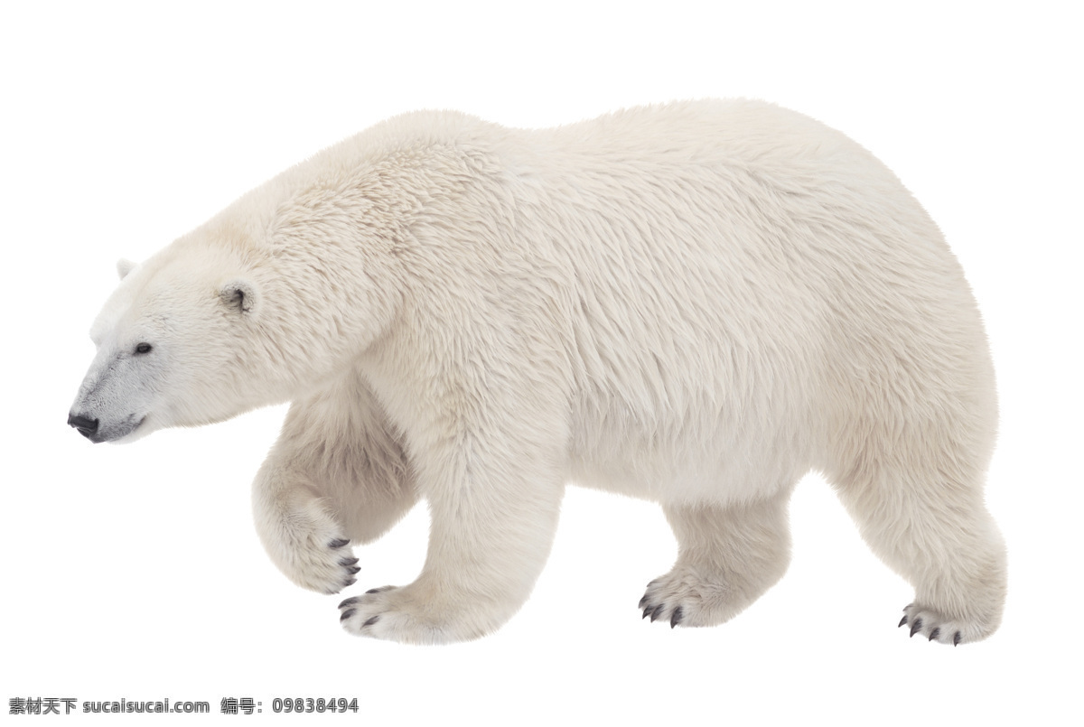 北极熊 白熊 熊 白色北极熊 大北极熊 北极熊特写 野生动物 生物世界