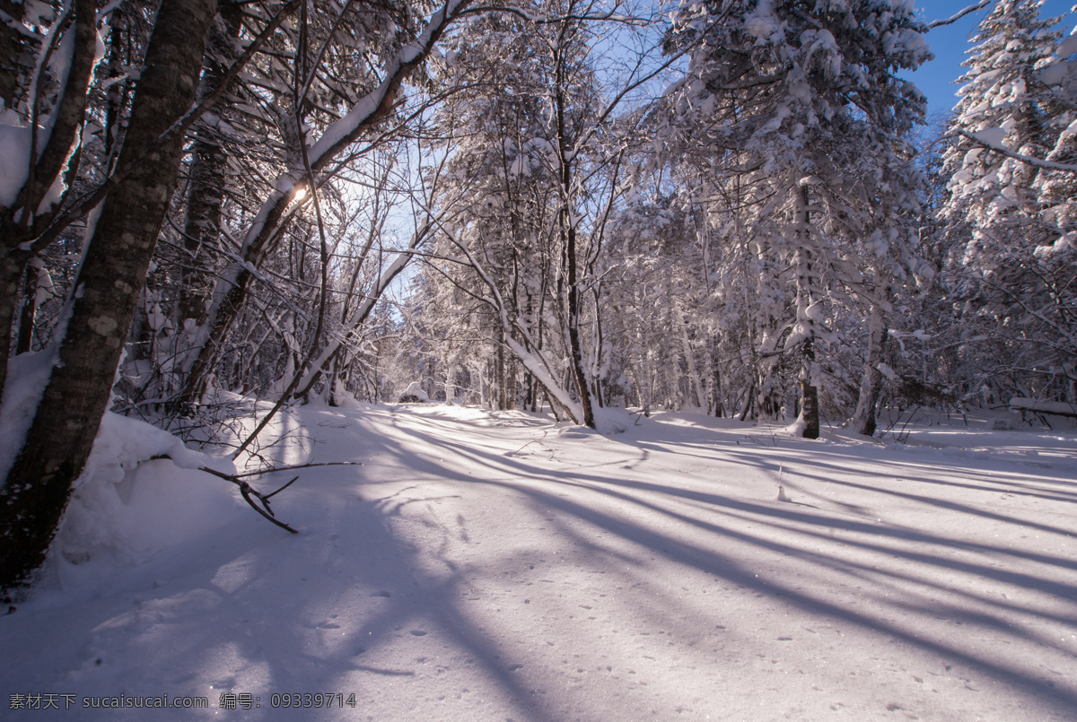 冬季森林雪景 冬季 森林 雪景 吉林 延边 老里克湖 自然景观 自然风景