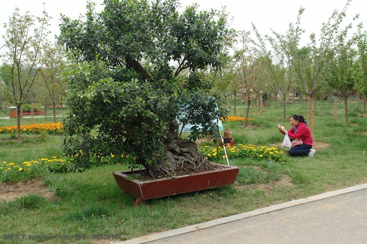 花展 景观 绿色 盆景 生物世界 树木 树木树叶 公园盆景 济宁 杨家河 公园 济宁公园 济宁风光 花卉展览 小树 园林 树叶 装饰 装饰素材 展示设计