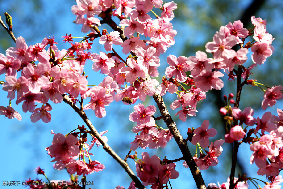 樱花 红樱花 日本樱花 赏樱花 樱花节 樱花雨 公园樱花 生物世界 花草