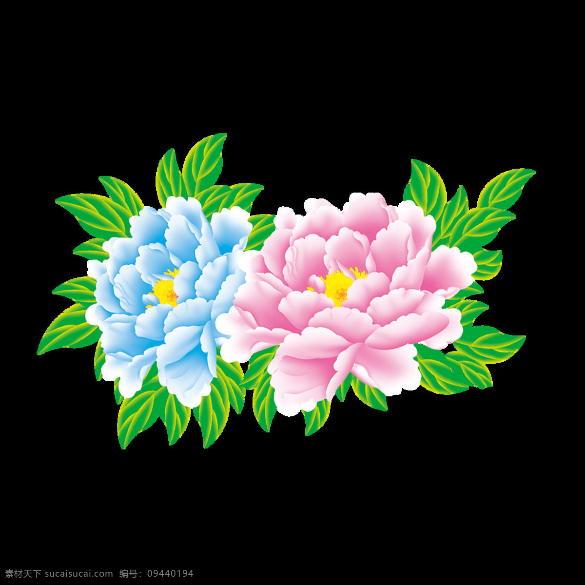 牡丹花手绘 牡丹 花朵 高清 手绘