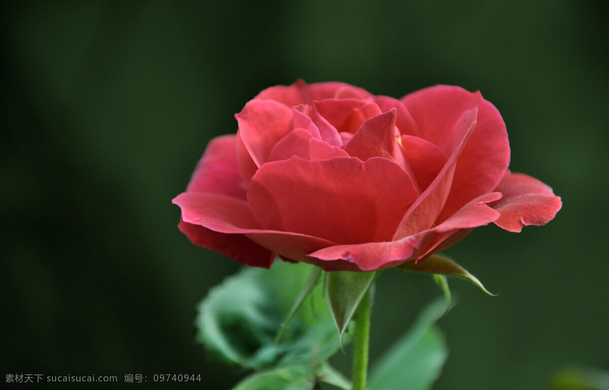 春花 春天 红花 红色 花草 花卉 绿叶 玫瑰 鲜花 灿烂花朵 娇艳欲滴 盛开的花朵 生物世界