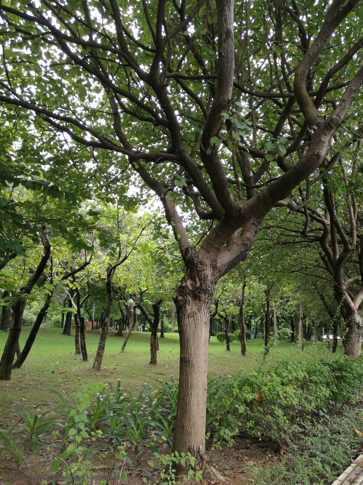 小树林 小树 树 古树 风景 古老 树干 植物 古树名木 园林绿化 花草 枝叶 春天 背景 树叶 大树 树木 树景 绿叶 景观 绿化 参天大树 大树风景 大树摄影 大树图片 大树素材 清晨 光影 阳光 阳光树木 树根 老树根 纹理 根 老根 根须 树的根须 树荫 地面 草地 绿地 树林 生物世界 树木树叶