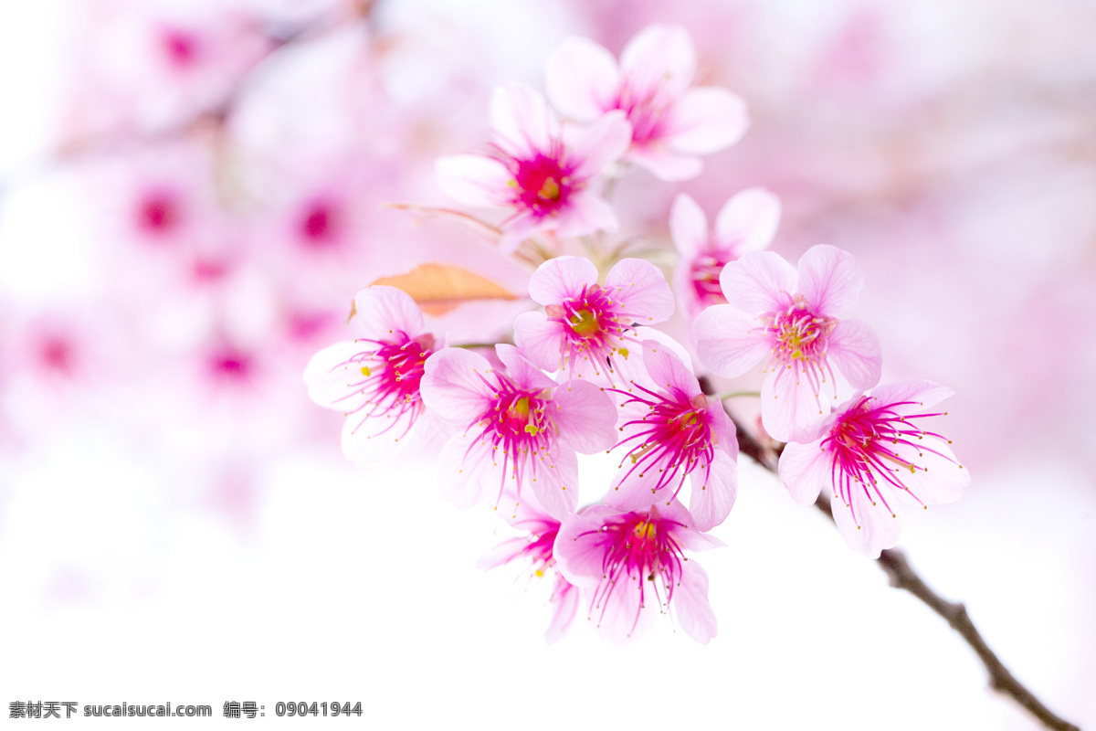 樱花背景 樱花 美丽鲜花 花朵 花卉 美丽风景 鲜花背景 梦幻背景 自然风景 自然景观 白色