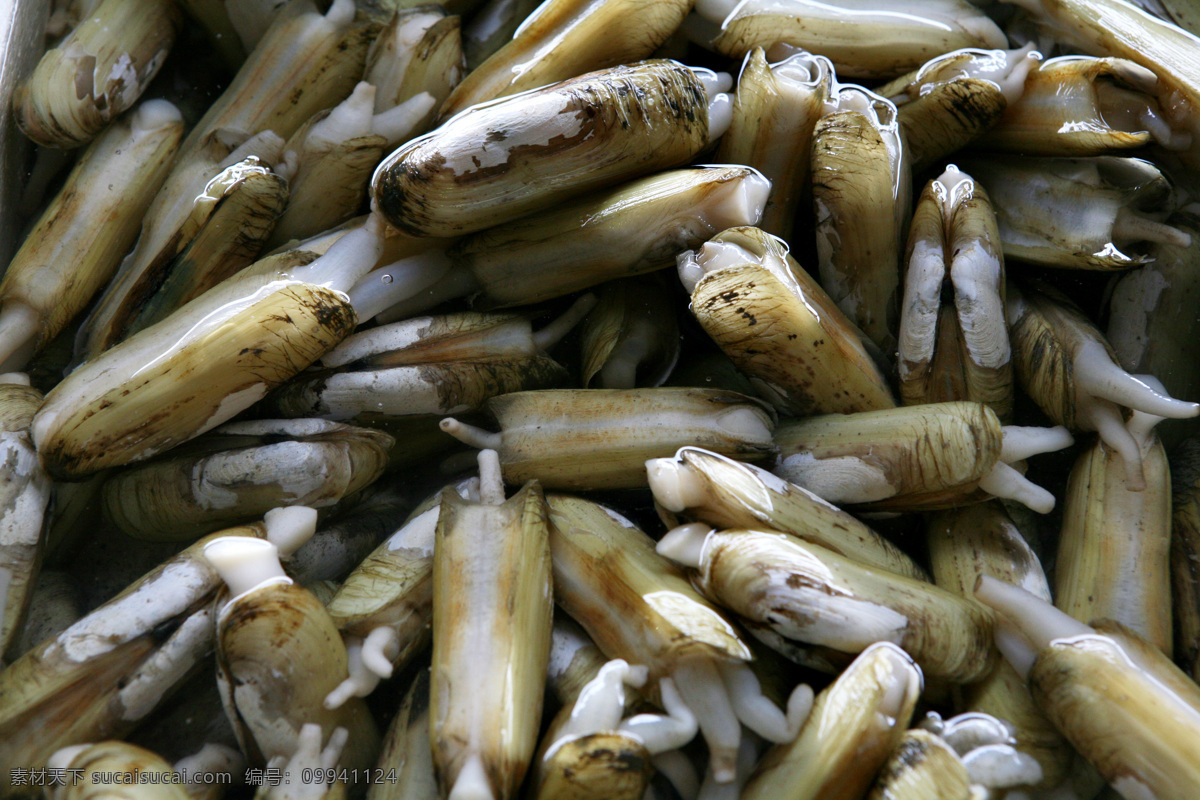 小人 鲜 海鲜 小人鲜 海鲜贝类 海产品 贝类 海鲜水产 海底生物 新鲜海鲜 海鲜素材 海鲜食材 海洋资源 食物原料 餐饮美食 食材原料