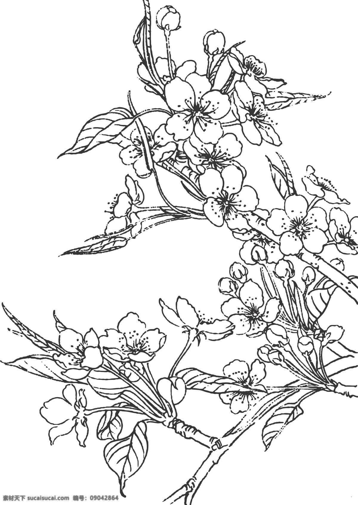 梨花 植物 花卉 观赏 香味浓烈 装饰 线条 矢量 插画 白描 春季开花 花色洁白 如同雪花 生物世界 花草