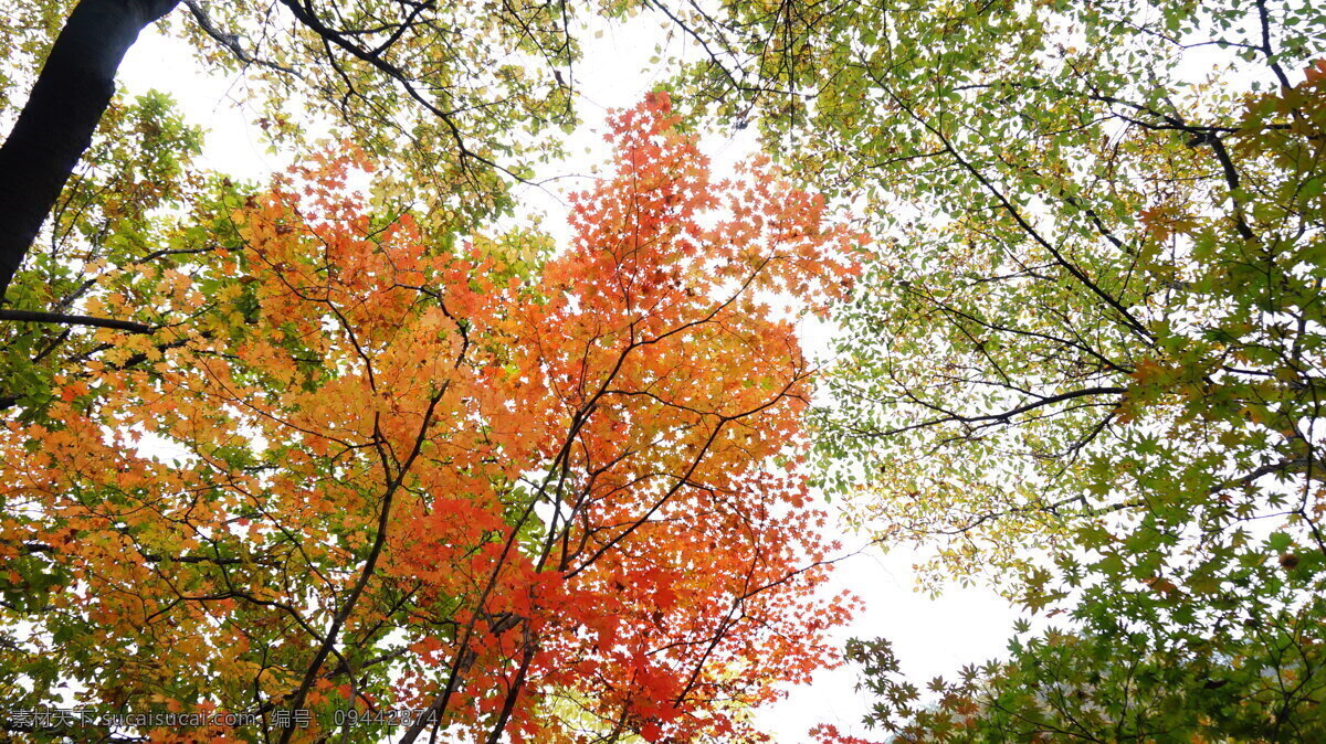 仰望 枫叶 秋天 绿叶 树木树叶 生物世界
