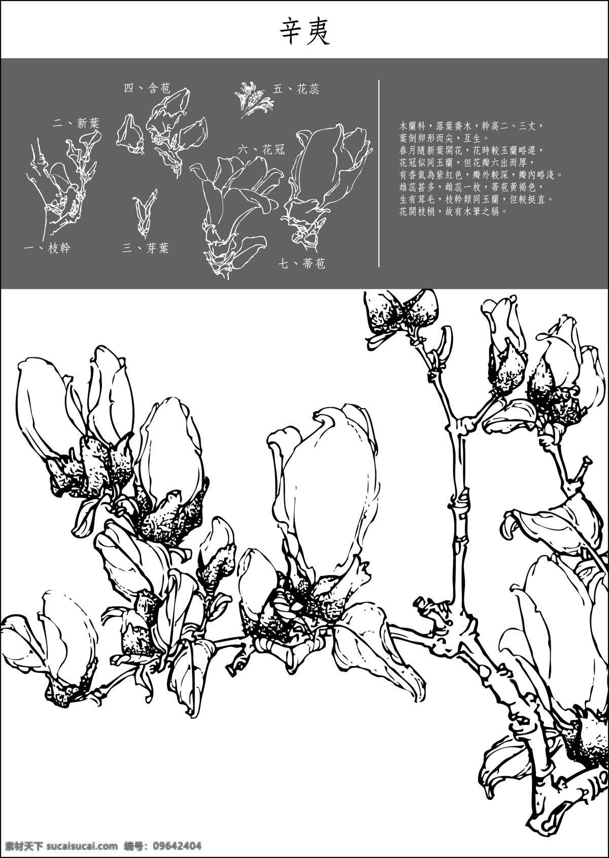 矢量 白描 辛夷 矢量边框花纹 矢量花纹素材 矢量图库 矢量白描辛夷 花纹花边