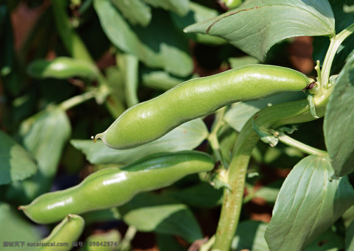 扁豆 大豆 绿色蔬菜 生物世界 蔬菜 新鲜蔬菜 植物 毛豆 无公害蔬菜 健康蔬菜 高清蔬菜 蔬菜主题 风景 生活 旅游餐饮