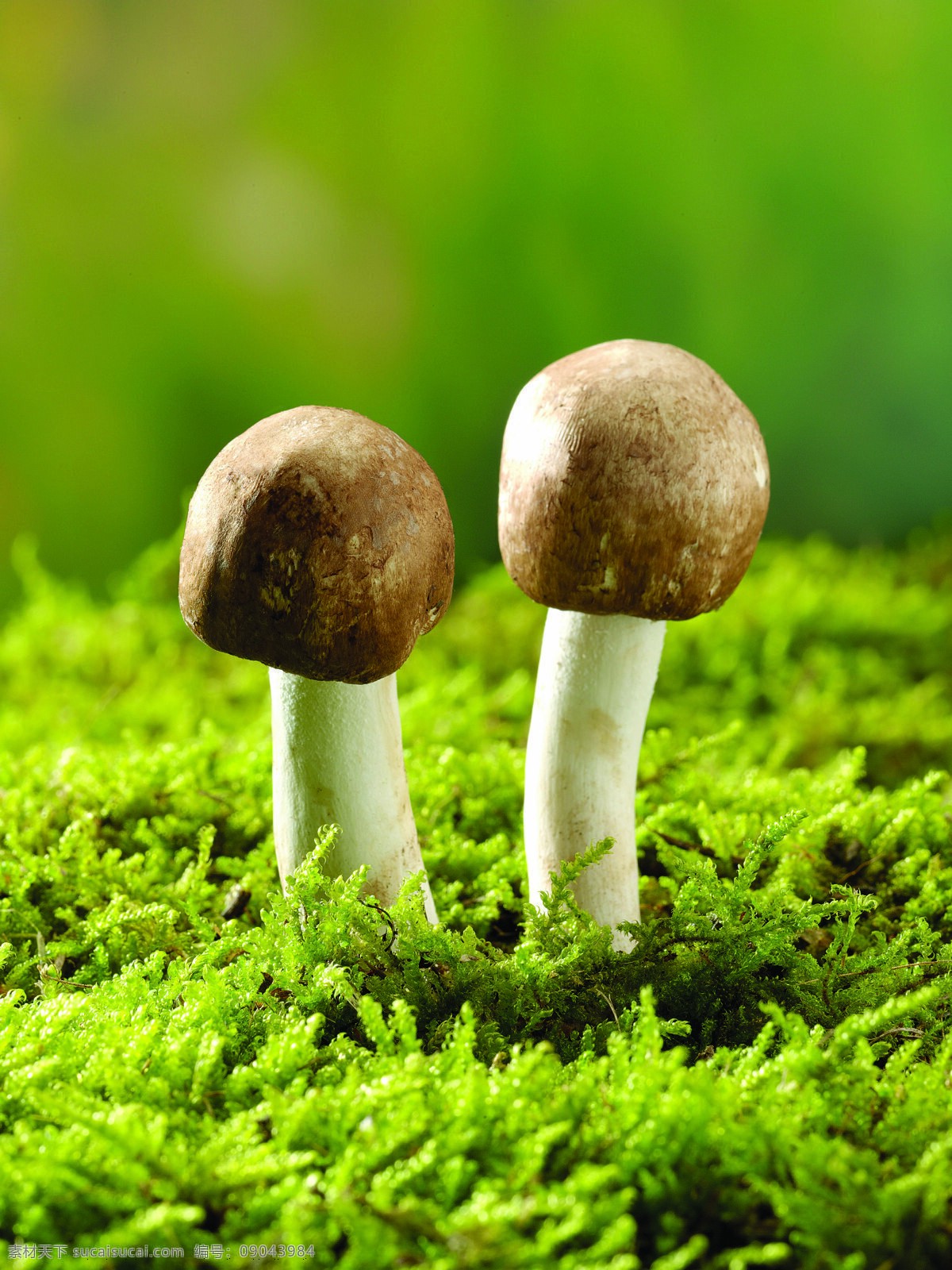 长 草地 上 蘑菇 蔬菜 食物 菌类 绿色 两个蘑菇 新鲜 自然 蘑菇图片 餐饮美食
