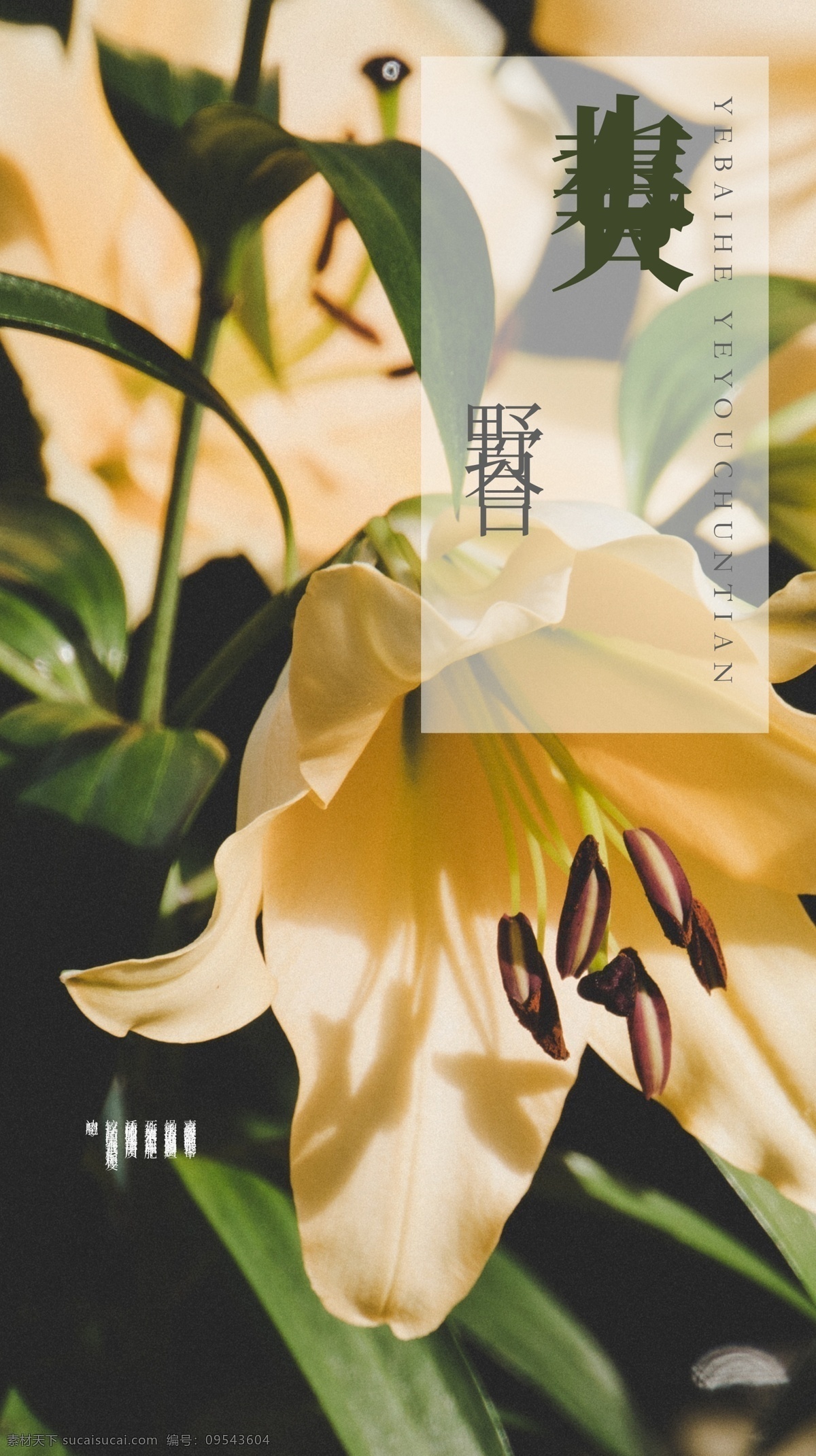 野花 百合 花 绽放 盛开 白色 黄色 生物世界 花草 招贴设计