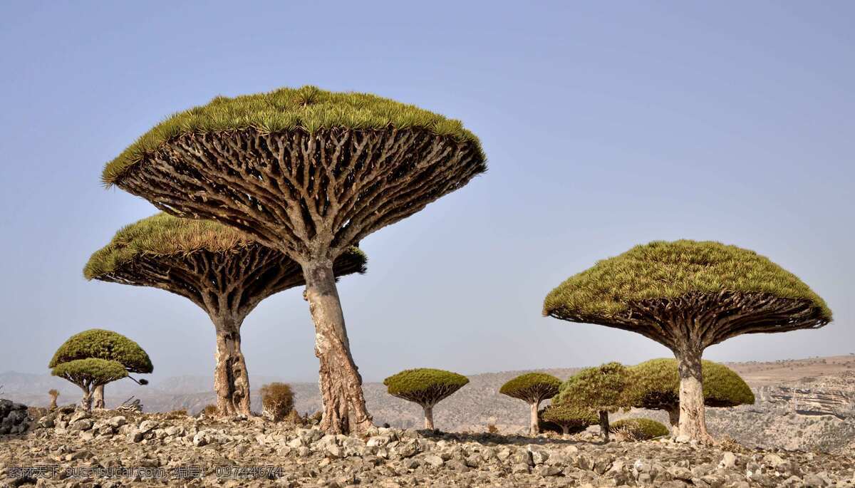 龙血树 生物 植物 沙漠 树木树叶 生物世界