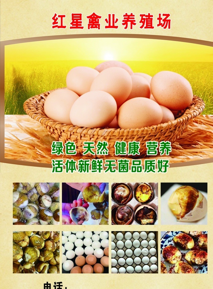 禽业宣传单 活珠子图片 活珠子 禽业 鸡蛋 鸡 笨鸡 笨鸡蛋 鸡蛋宣传单 营养鸡蛋 家禽 鸡鸭 宣传单 分层