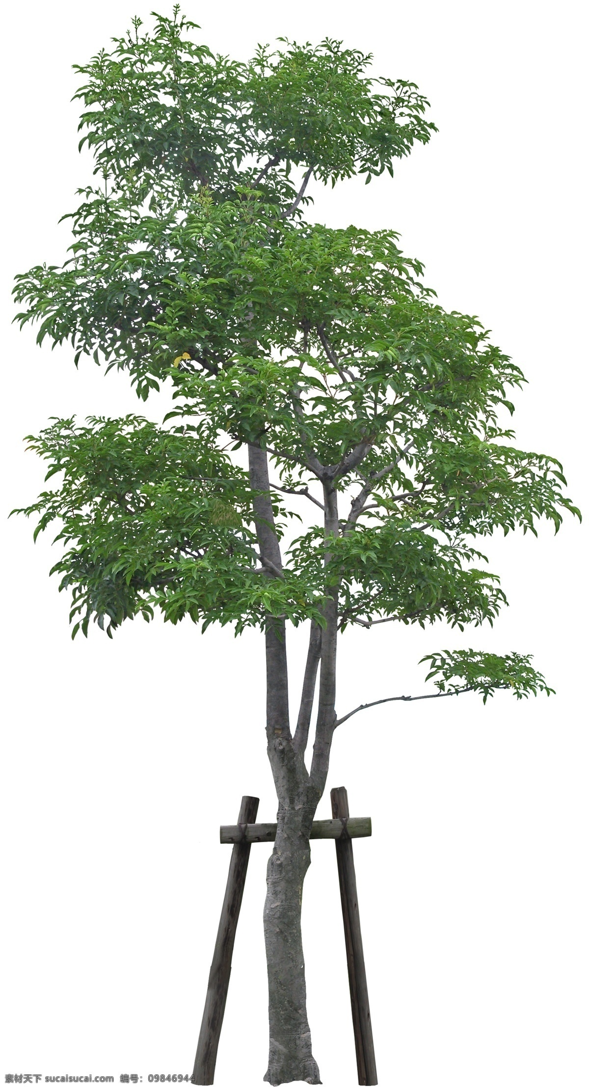 梣psd 梣 乔木 树木 植物素材 psd素材 植物 绿化素材 环境设计 景观设计