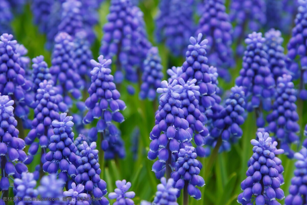 风信子 紫色风信子 粉色风信子 植物 植物园 蓝色风信子 花朵 花草树木 生物世界 花草