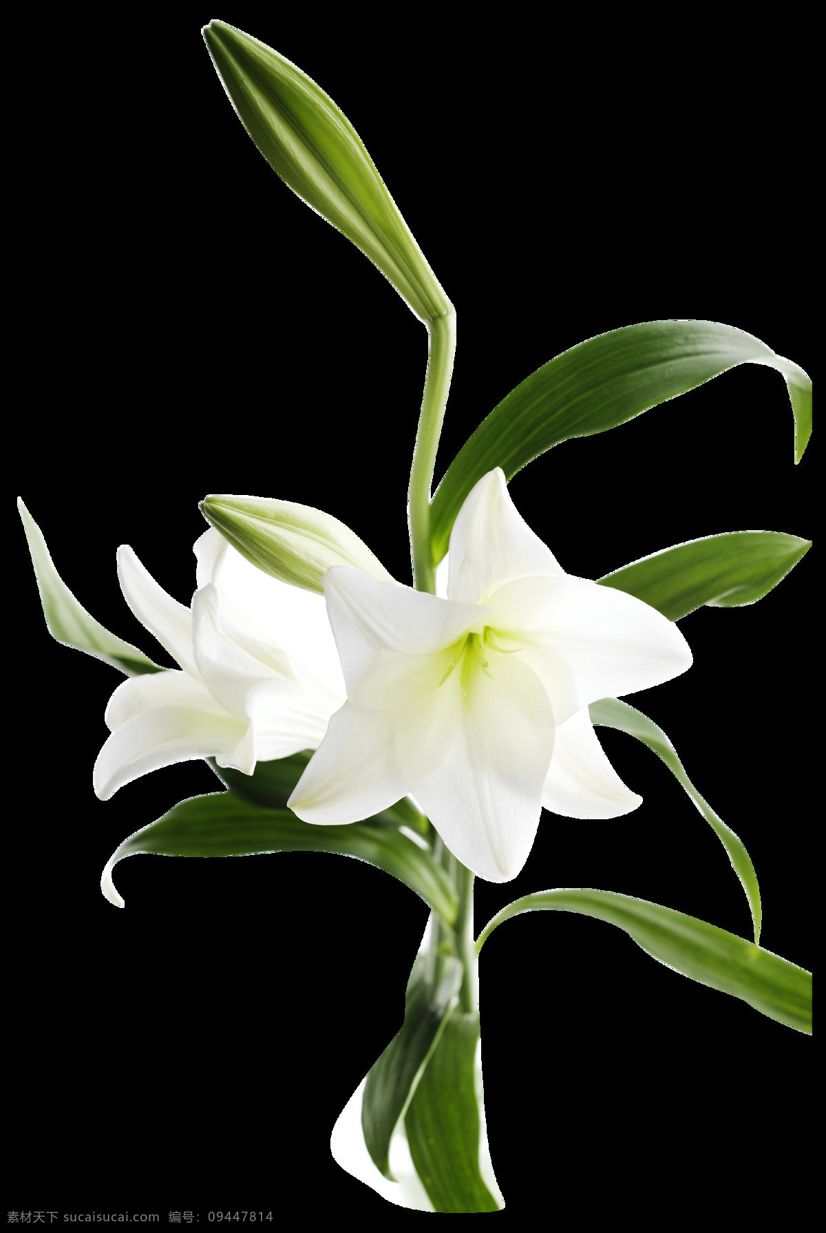 白色 百合花 元素 png元素 百合 绿叶 免抠元素 盛开 透明素材 鲜花 祝福