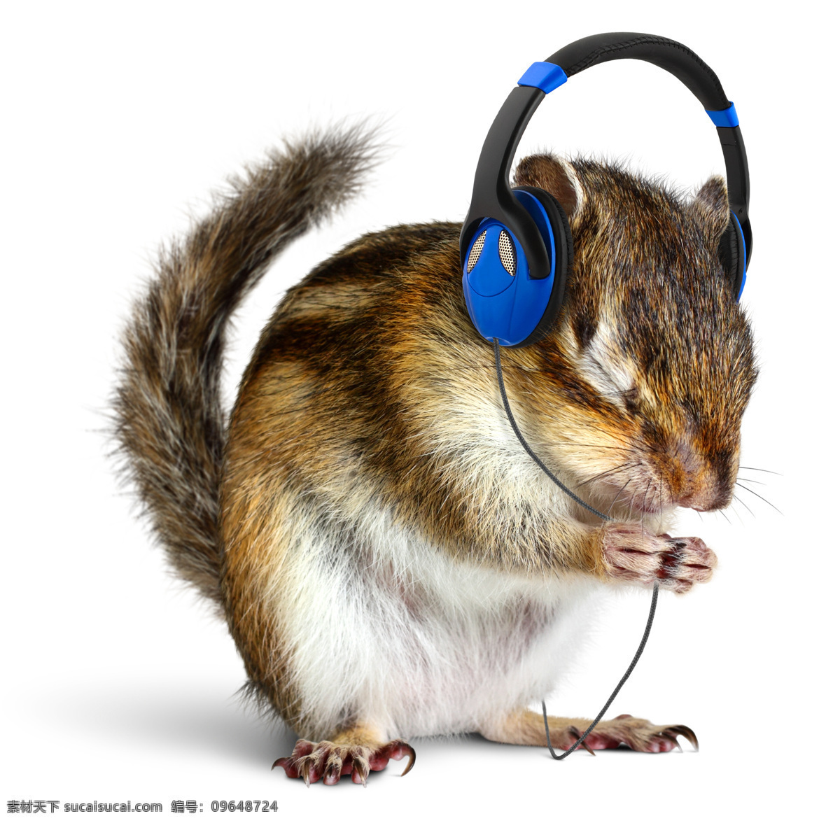 戴 耳机 兔子 戴耳机的兔子 听音乐的兔子 音乐器材 影音娱乐 生活百科
