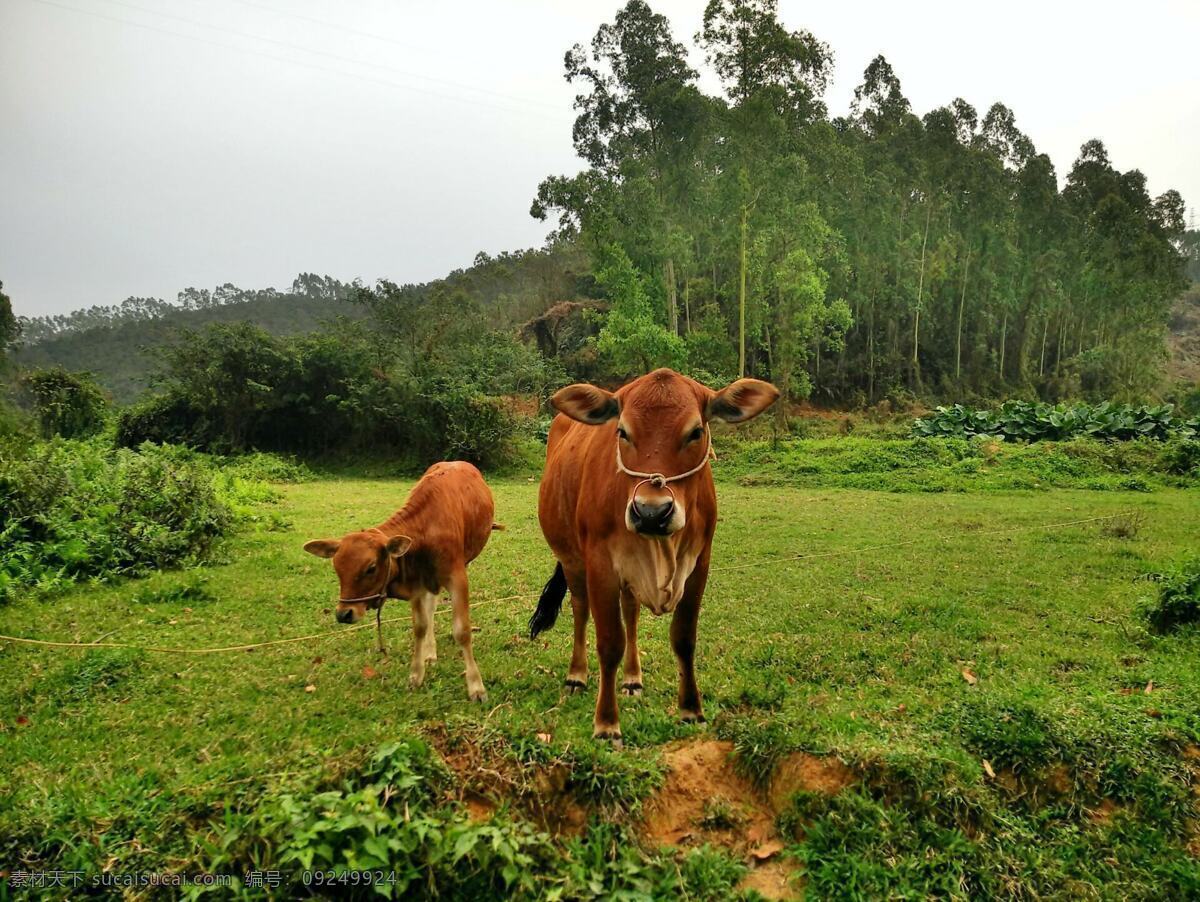 牛 家畜 小牛 山牛 黄牛 生物世界 家禽家畜