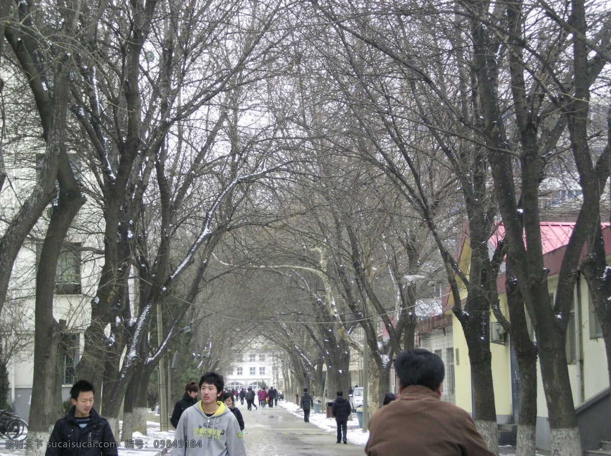 冬日 雪后 林荫道 小雪 秦皇岛 二月下旬 风景 生活 旅游餐饮