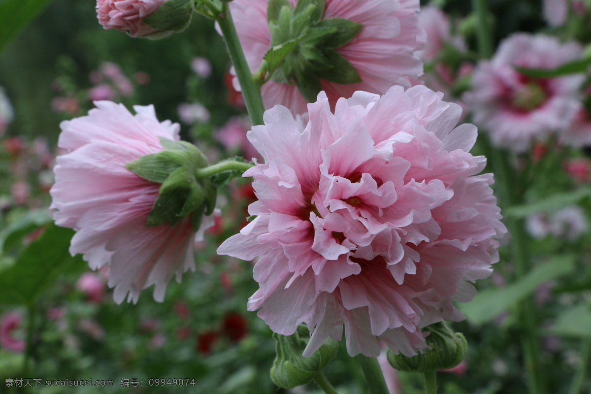 草本花卉 一丈红 大蜀季 戎葵 熟季花 花卉 花儿 花朵 花蕊 植物 园林绿化 绿化景观 蜀葵芙蓉葵 生物世界 花草