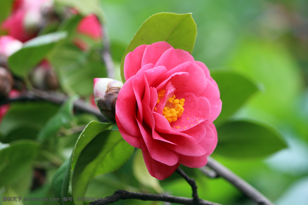 茶花 红花 鲜花 花卉 美图 高清 生物世界 花草