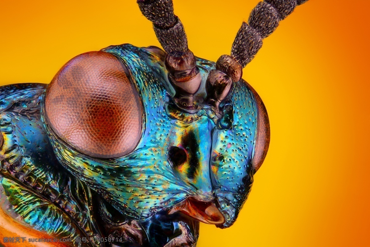 苍蝇 眼睛 微 距 苍蝇眼睛 彩色微距 昆虫 虫类 微距摄影 昆虫眼睛 昆虫动物 昆虫世界 生物世界