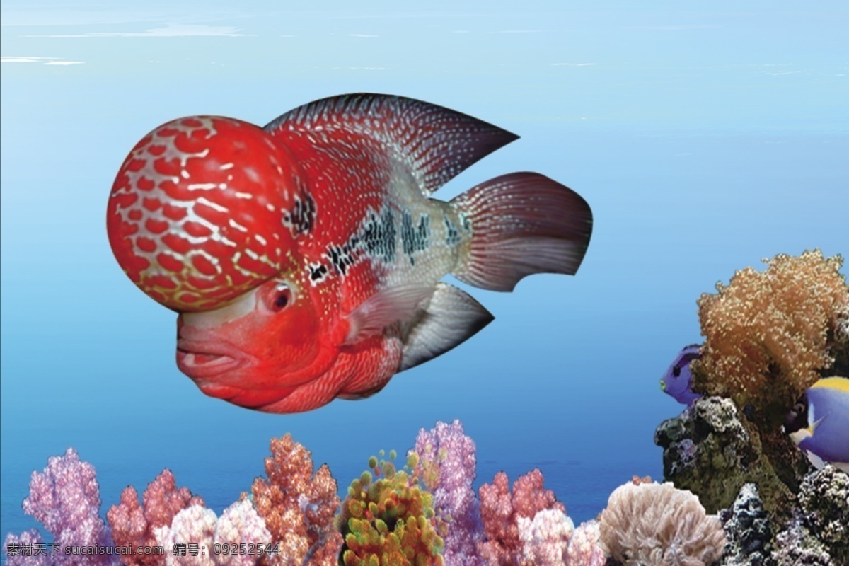 罗汉 水族馆 九龙戏珠 鱼缸背景 精品龙鱼 室外广告设计