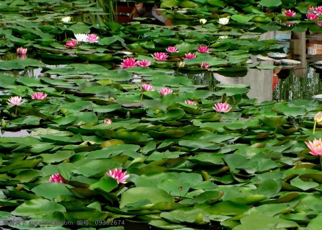 莲花水塘 园林浅水塘 水莲花齐放 绿叶丛生 水莲花 花草 生物世界