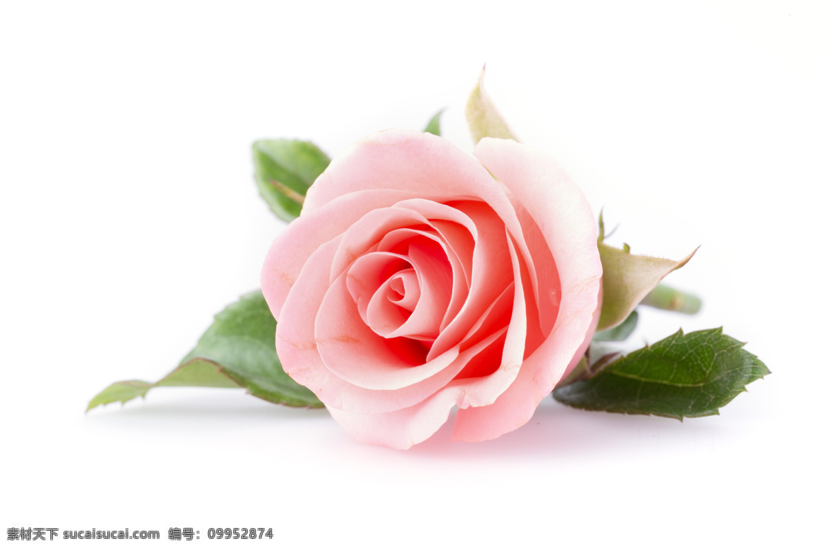 粉红色玫瑰花 粉红色 玫瑰花 粉玫瑰 美丽鲜花 漂亮花朵 花卉 鲜花摄影 花草树木 生物世界 白色