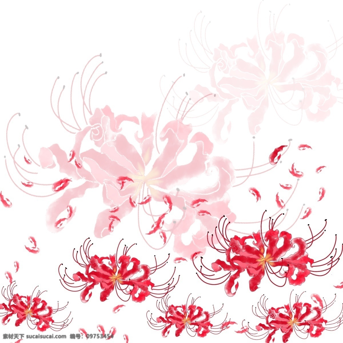手绘 水彩 彼岸 花 花朵 漂浮 元素 花瓣 漂浮元素 透明元素 彼岸花