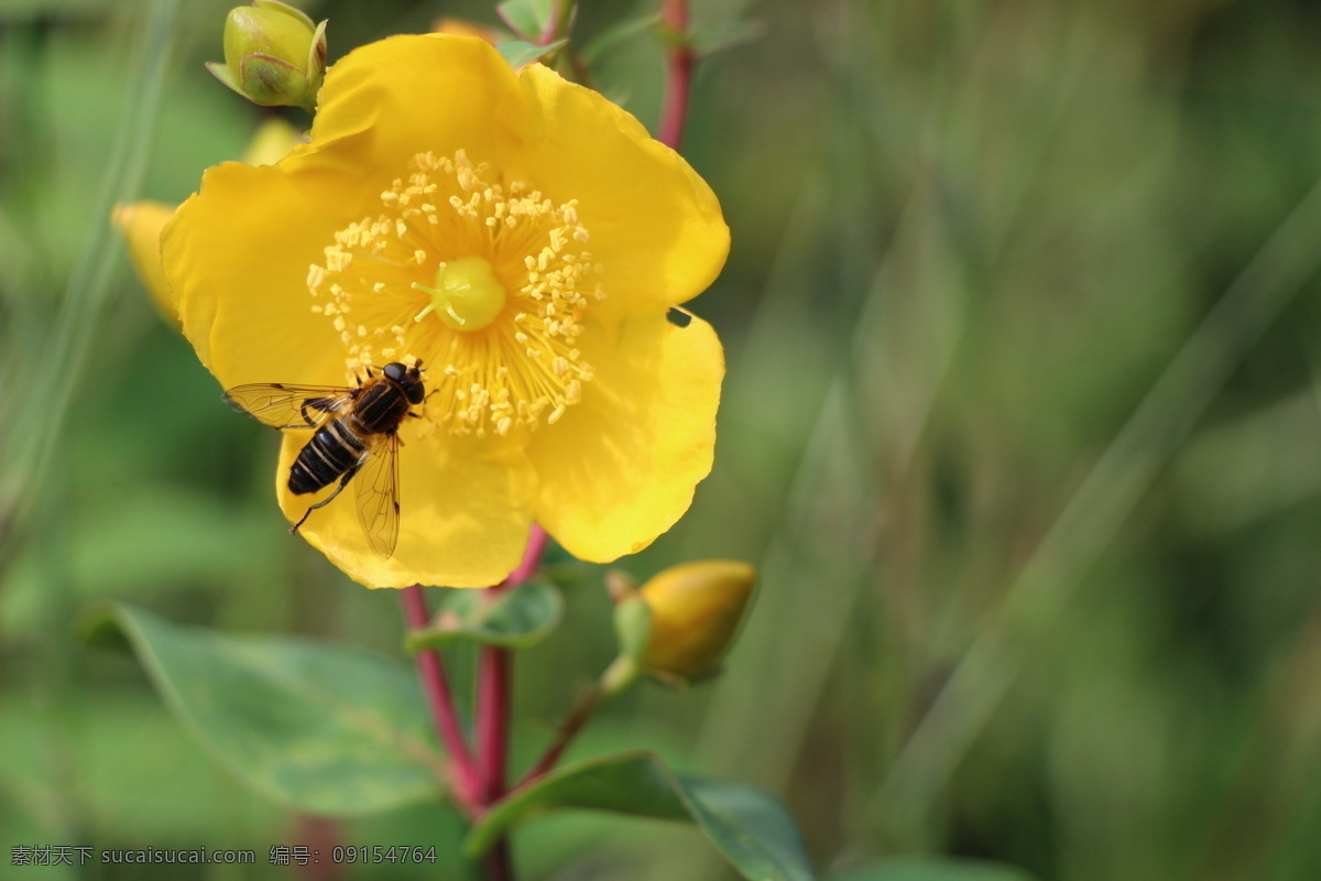 蜜蜂 花 黄色的花 昆虫 生物世界 野花 蜜蜂与花 采花粉 花园的一角