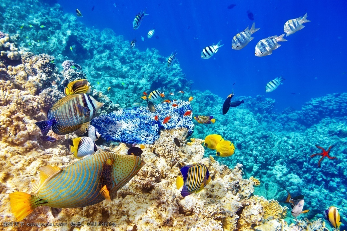 海底世界 海底 鱼类 鱼类大全 海 鱼群 海鱼 彩色的鱼 彩色鱼 大海 海洋 鱼 黄色 彩色 色彩 唯美 梦幻 清澈 珊瑚 珊瑚礁 热带鱼 珊瑚软体 礁石 红珊瑚 小丑鱼 清澈海水 清澈水 风景 美景 大自然 生物世界 海洋生物