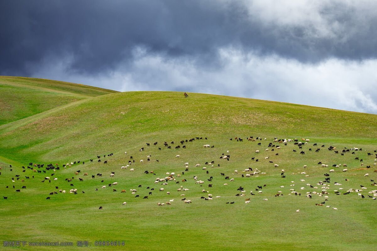蓝天下的放牧 草原 放羊 绿色 辽阔 羊群 白云 放牧 自在 旅游摄影 国内旅游