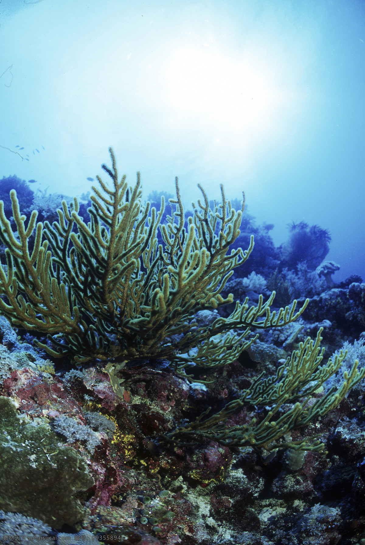 深海免费下载 安静 海胆 海底世界 海星 礁石 潜水员 珊瑚 深海 生物 水母 鱼群 探秘 鱼 生物世界