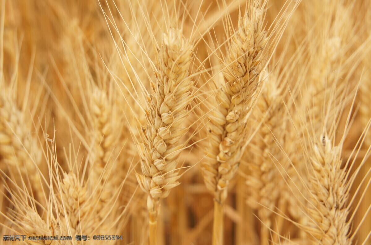 麦子 黄色 麦田 麦头 籽粒饱满 田园风光 自然景观
