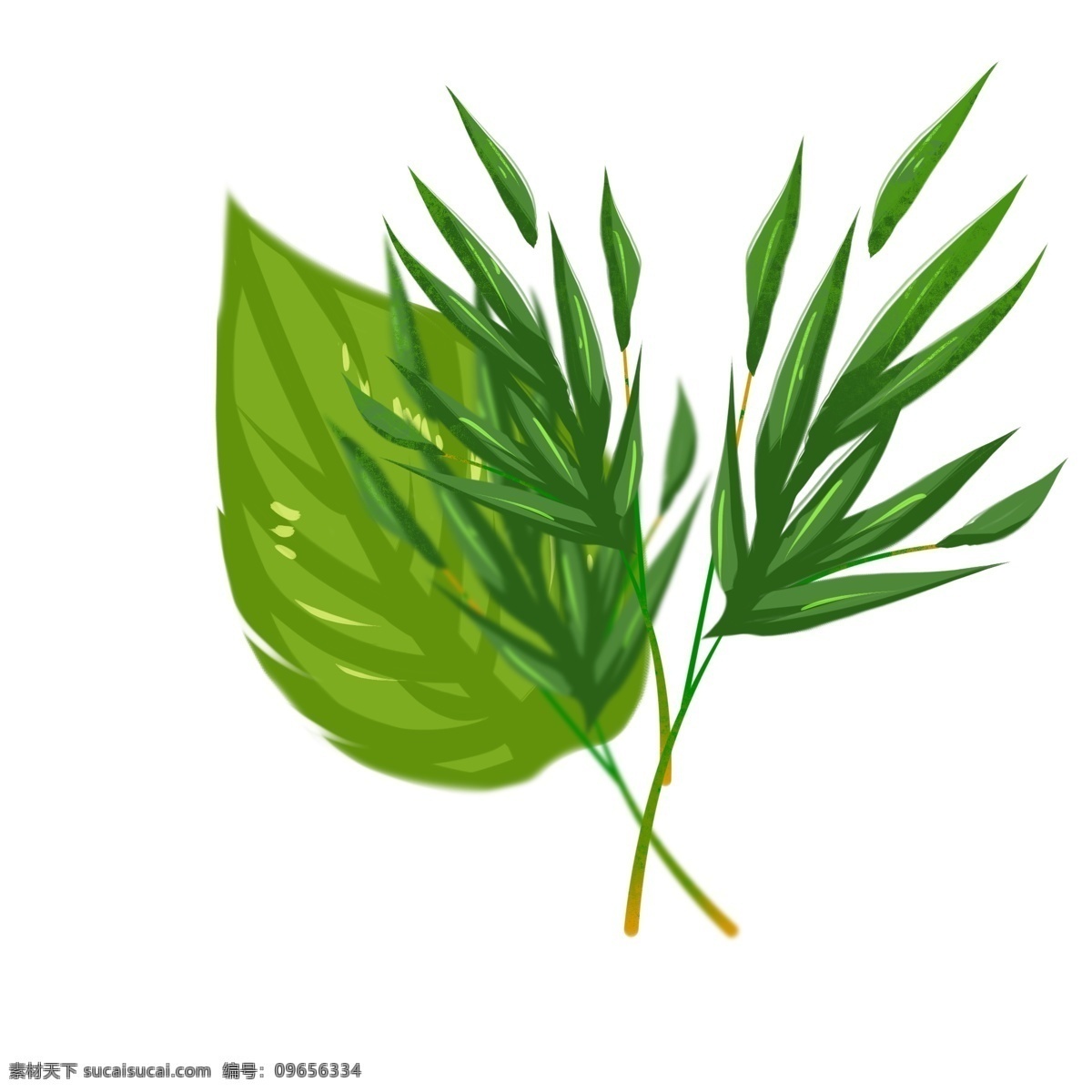 热带植物树叶 绿叶 绿植 热带植物