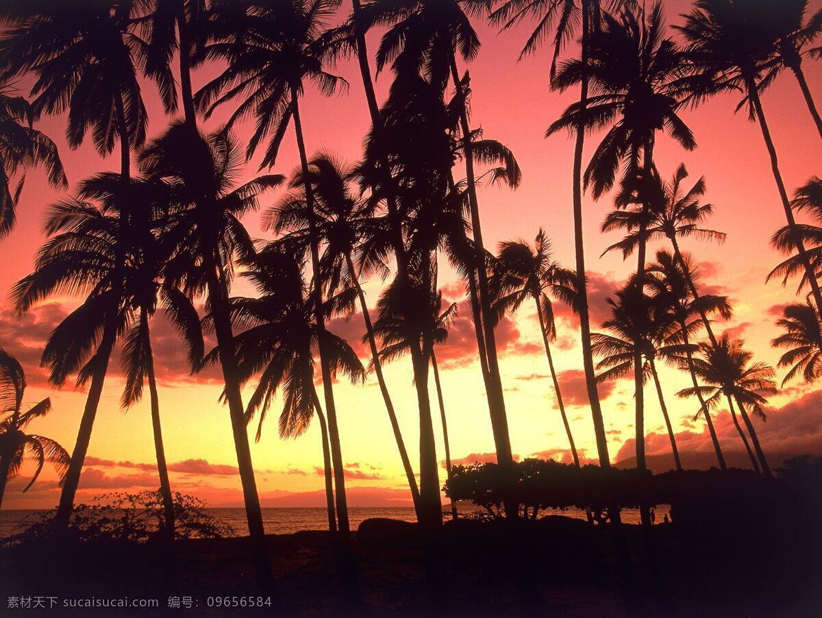 椰树 晚霞 高清 美景 夕阳 海岸 风景 自然景观 自然风景